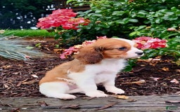 Cavapoo dogs for sale: Rosco - Image 1