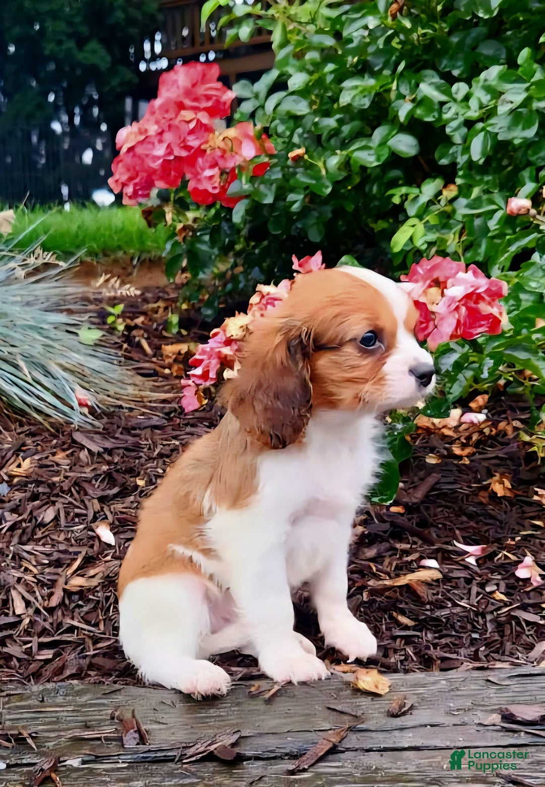Cavapoo dogs for sale: Rosco - Image 1
