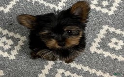 Yorkshire Terrier dogs for sale: Baxter - Image 1