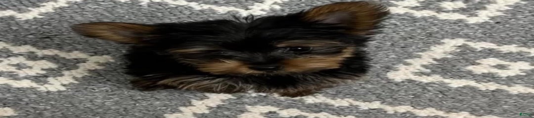 Baxter