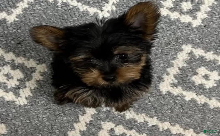 Yorkshire Terrier dogs for sale - Ad 1