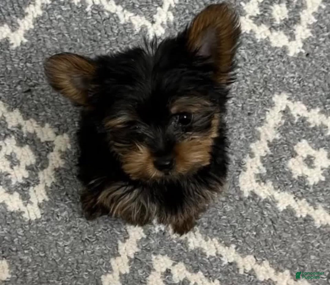 Yorkshire Terrier dogs for sale: Baxter - Image 1