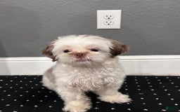 Shih Tzu dogs for sale: Bella - Image 1