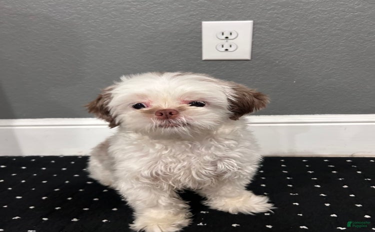 Shih Tzu dogs for sale - Ad 1
