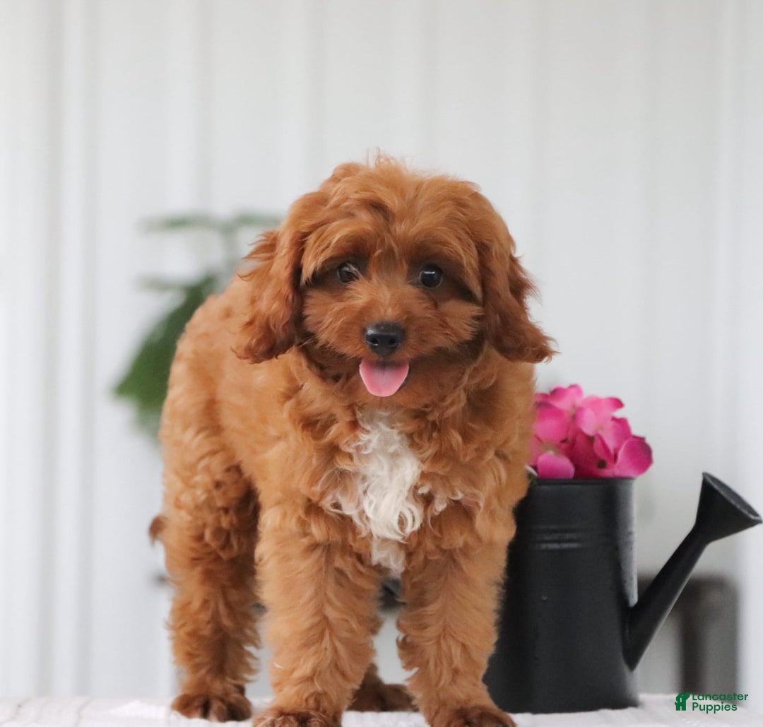 Cavapoo dogs for sale: Dora - Image 8