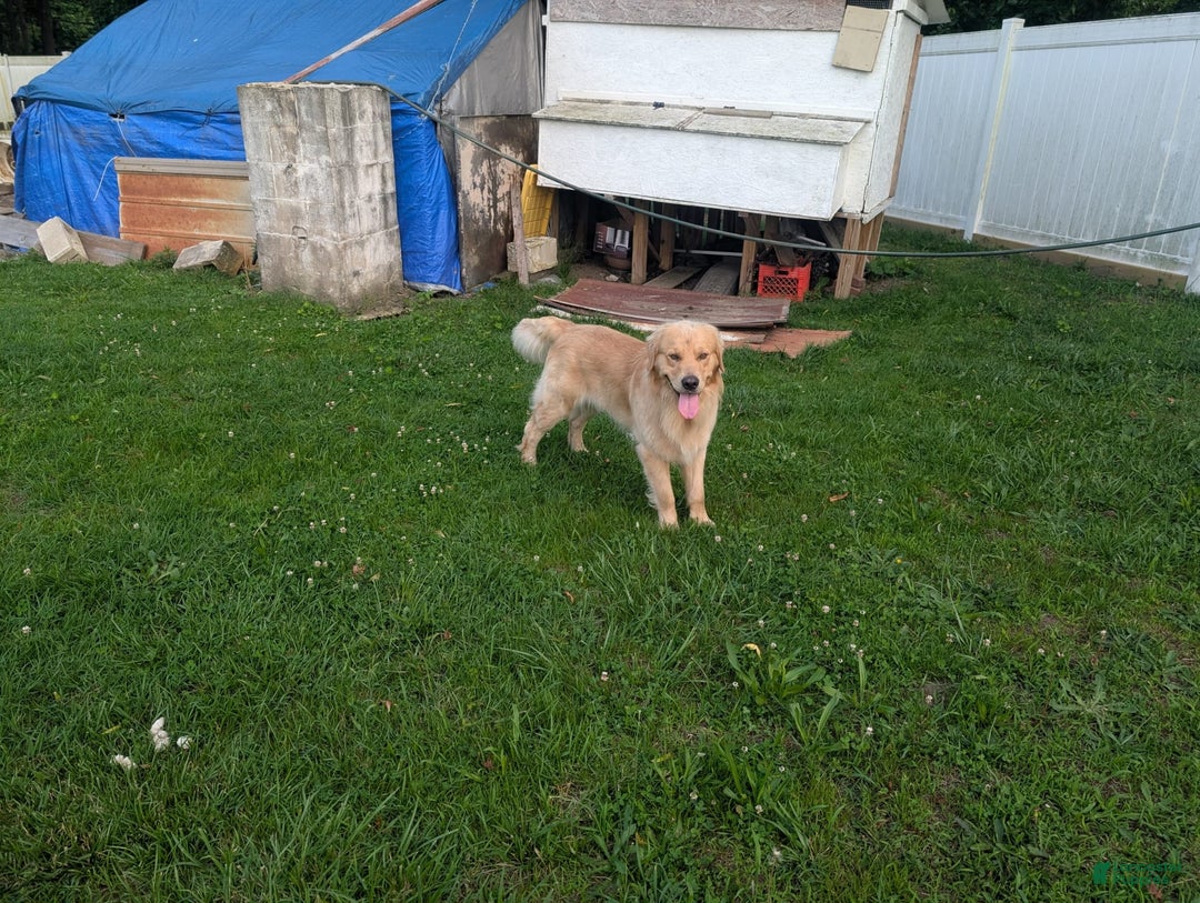 Golden Retriever dogs for sale: Leo - Image 14
