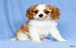 Cavalier King Charles Spaniel dogs for sale: Lance - Image 7