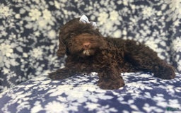 Cockapoo dogs for sale: Birdie - Image 12