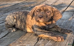 English Mastiff dogs for sale: Zoey - Image 2