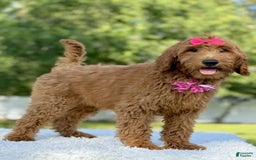 Goldendoodle dogs for sale: Casey - Image 6