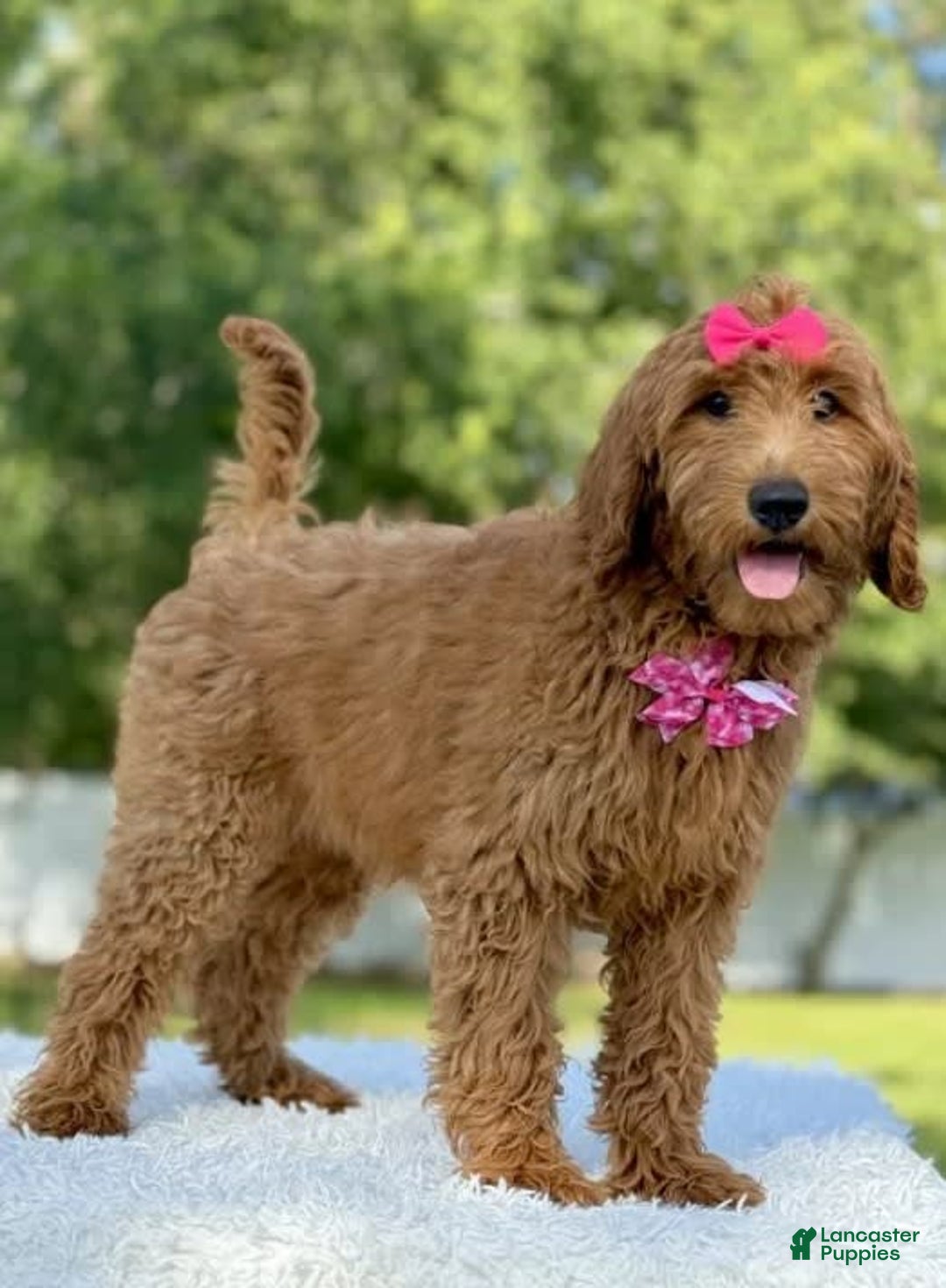 Goldendoodle dogs for sale: Casey - Image 6