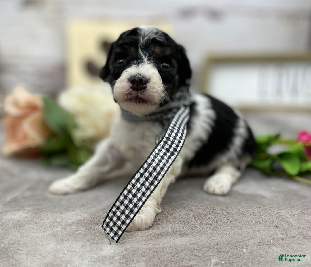 Miniature Poodle dogs for sale: Tobias - Image 6