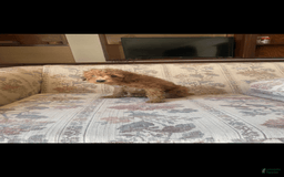 Toy Poodle dogs for sale: Boy B - Image 3
