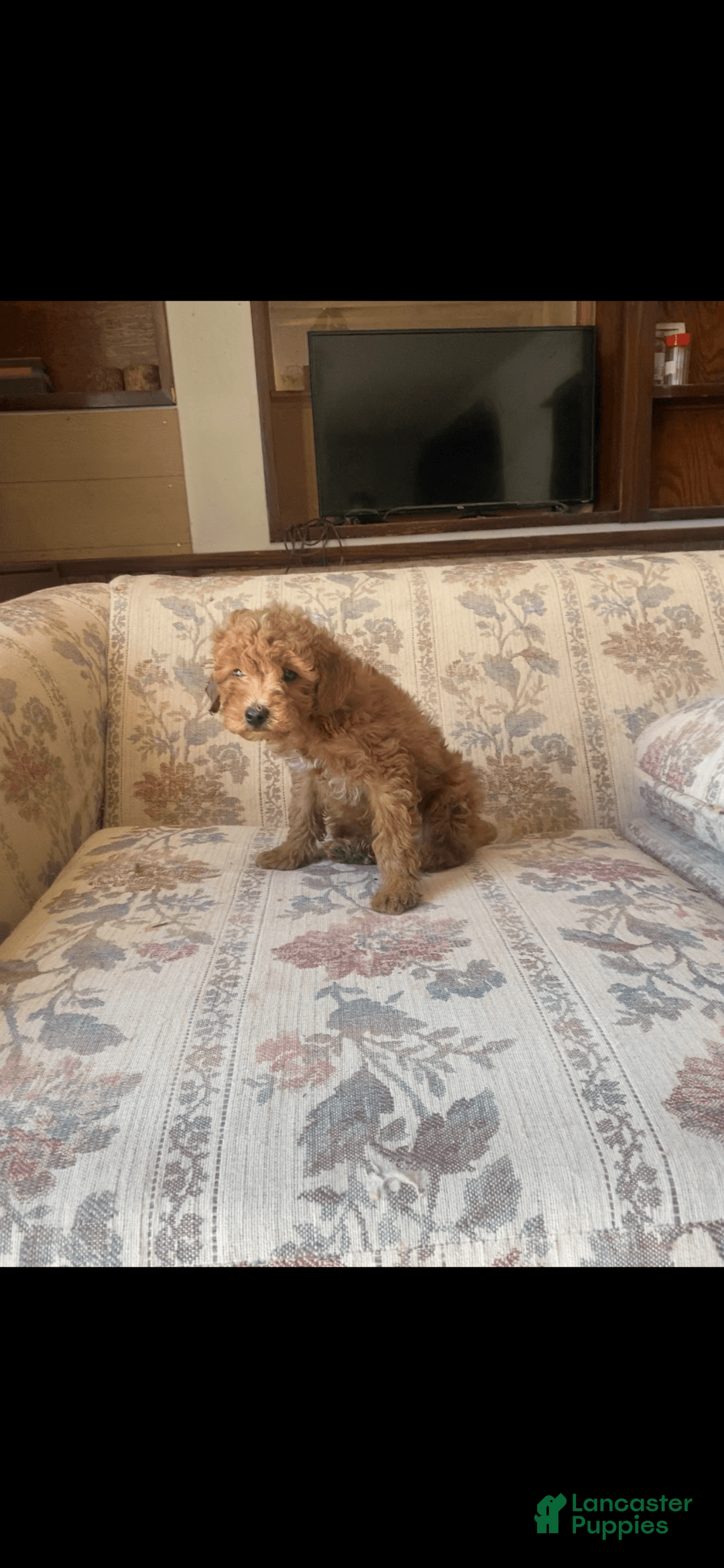 Toy Poodle dogs for sale: Boy B - Image 3
