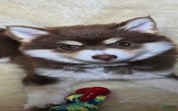 Pomsky dogs for sale: Snuggles - Image 5