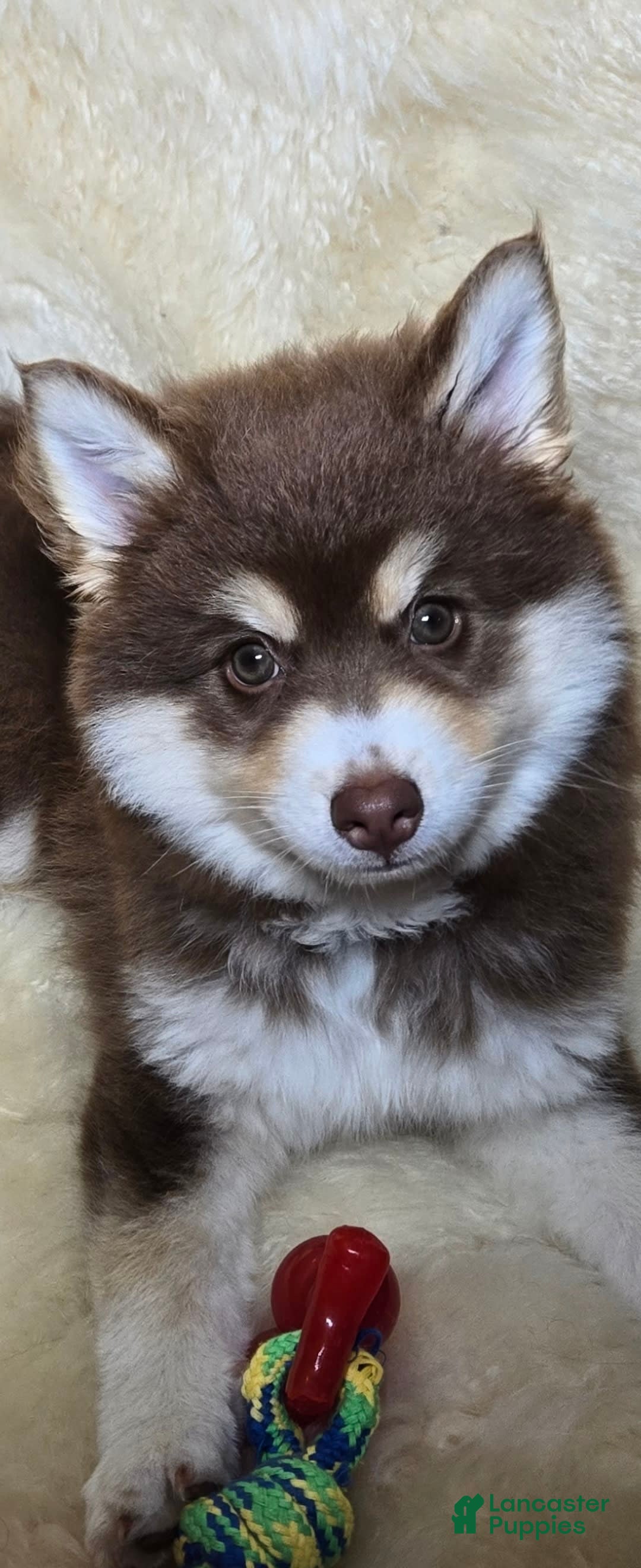 Pomsky dogs for sale: Snuggles - Image 5