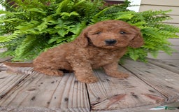 Mini Goldendoodle dogs for sale: Mini -kobe - Image 16
