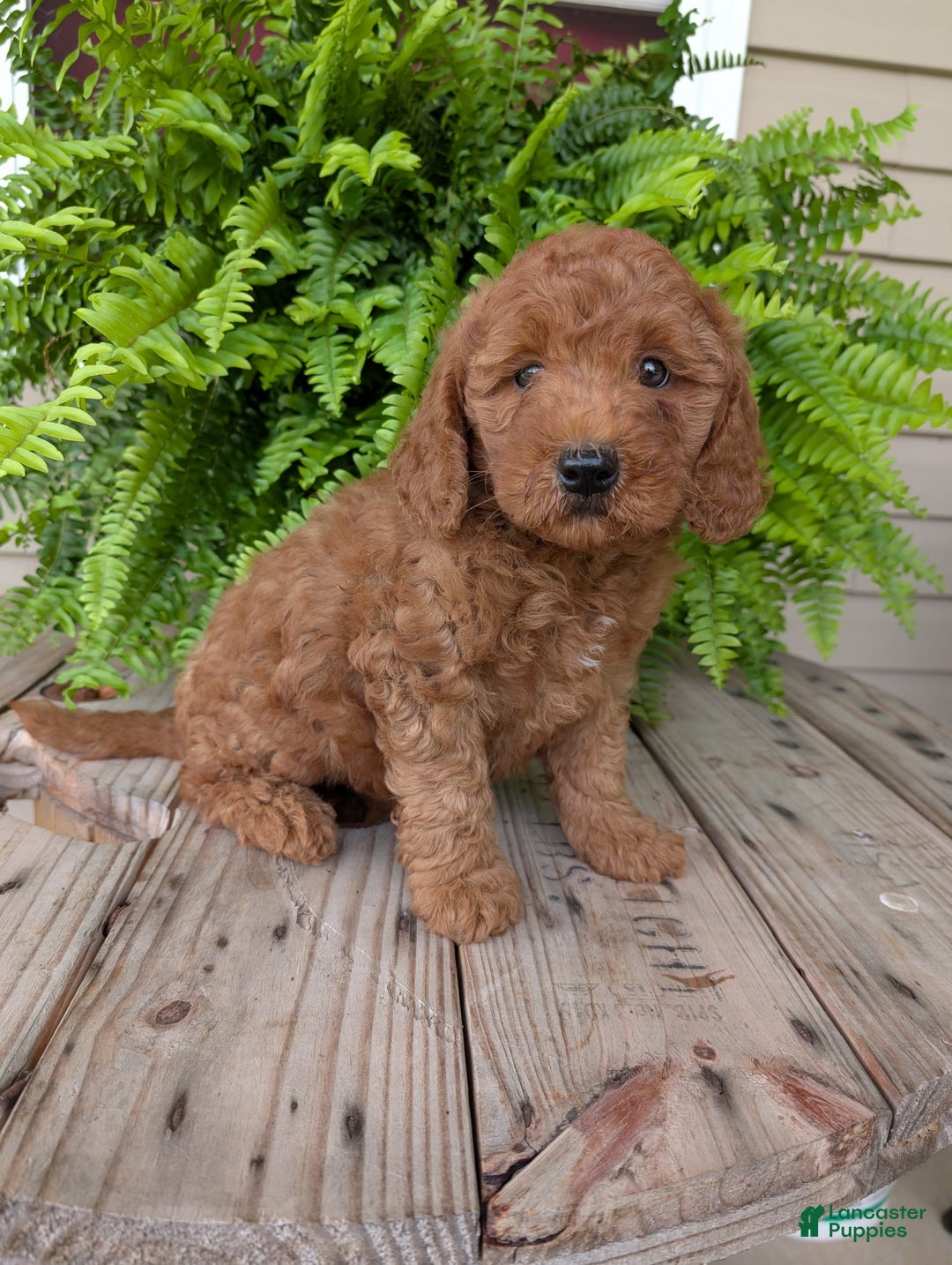 Mini Goldendoodle dogs for sale: Mini -kobe - Image 16