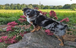 Miniature Australian Shepherd dogs for sale: Axel Toy - Image 48