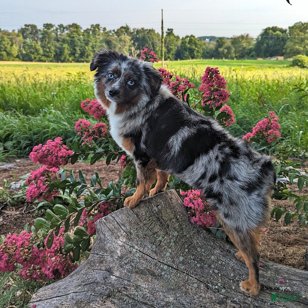 Miniature Australian Shepherd dogs for sale: Axel Toy - Image 48