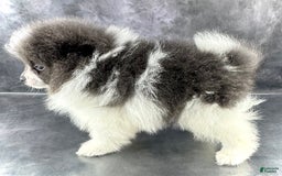 Pomeranian dogs for sale: Ash - Image 1
