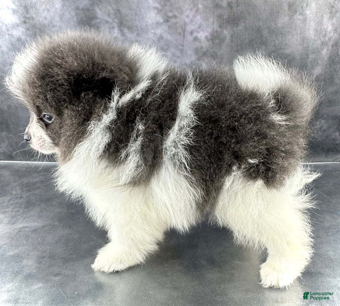 Pomeranian dogs for sale: Ash - Image 1