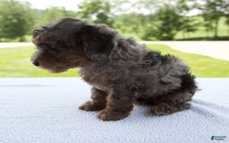 Miniature Poodle dogs for sale: Asher - Image 4
