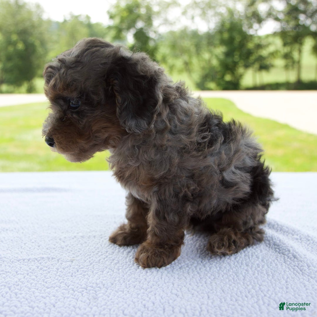 Miniature Poodle dogs for sale: Asher - Image 4