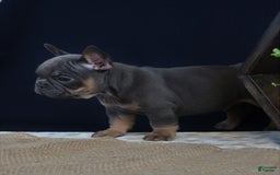 French Bulldog dogs for sale: Hank - Image 2