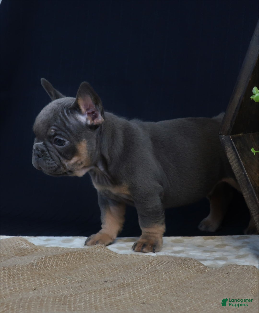 French Bulldog dogs for sale: Hank - Image 2