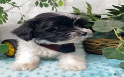 Shorkie dogs for sale: Little Milo - Image 6