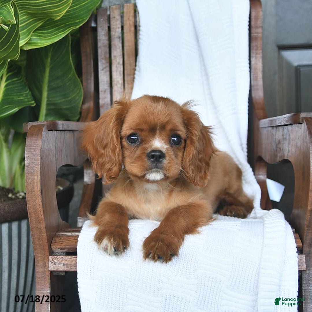 Cavalier King Charles Spaniel dogs for sale: Starlight - Image 5