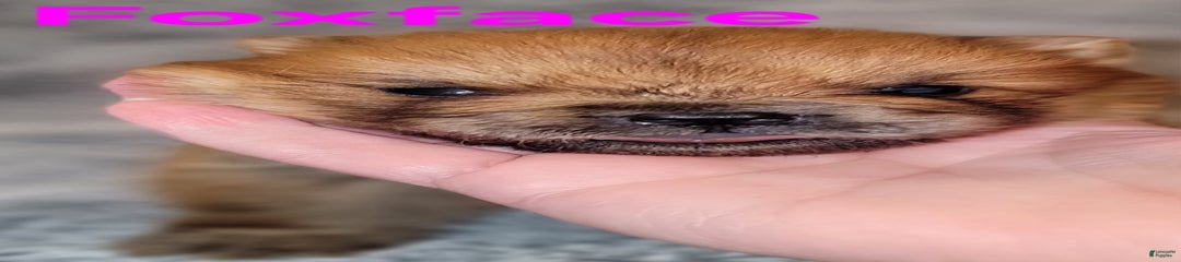 Foxface