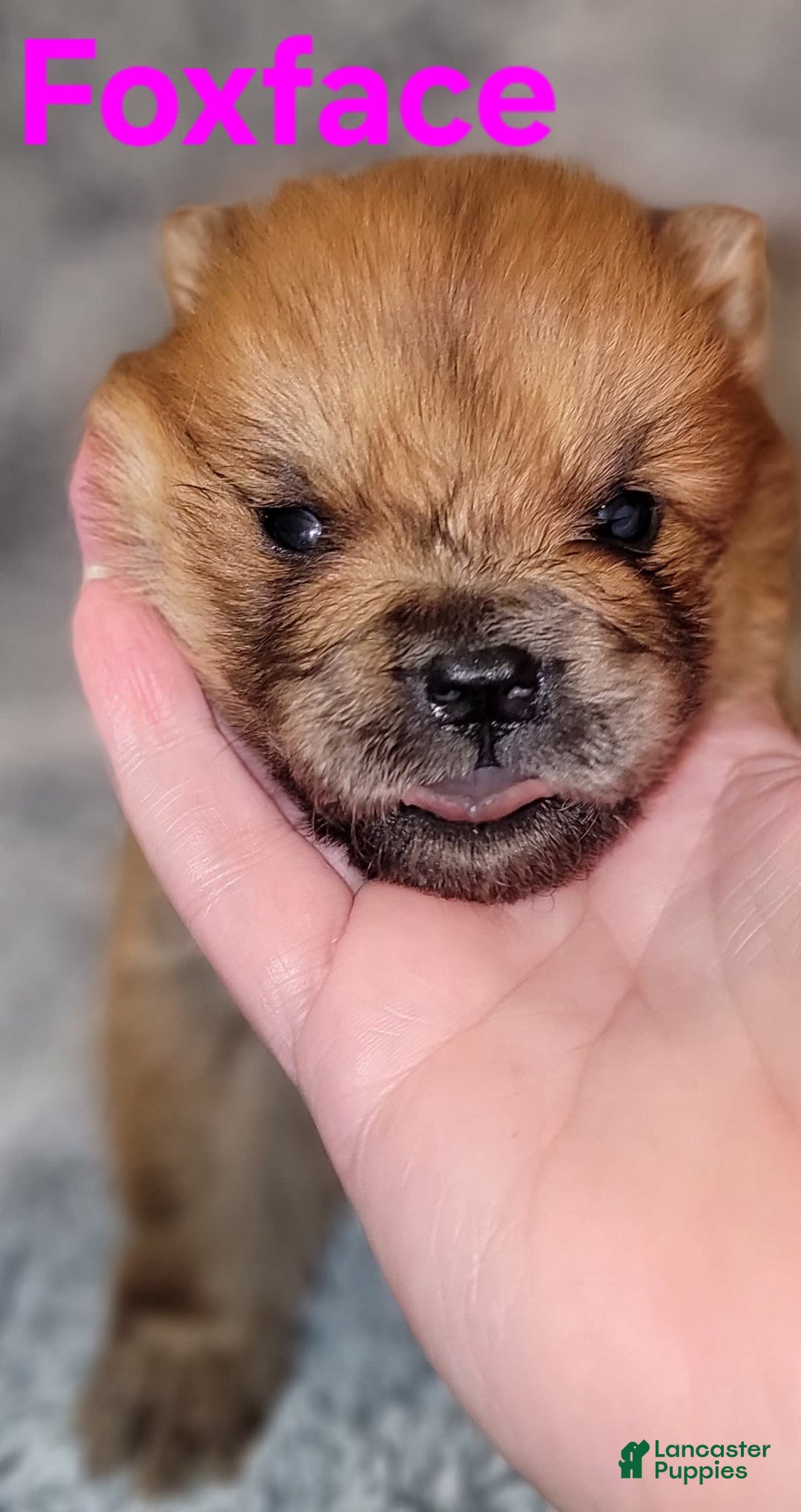 Chow Chow dogs for sale: Foxface - Image 1