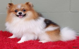 Pomeranian dogs for sale: Clark - Image 7