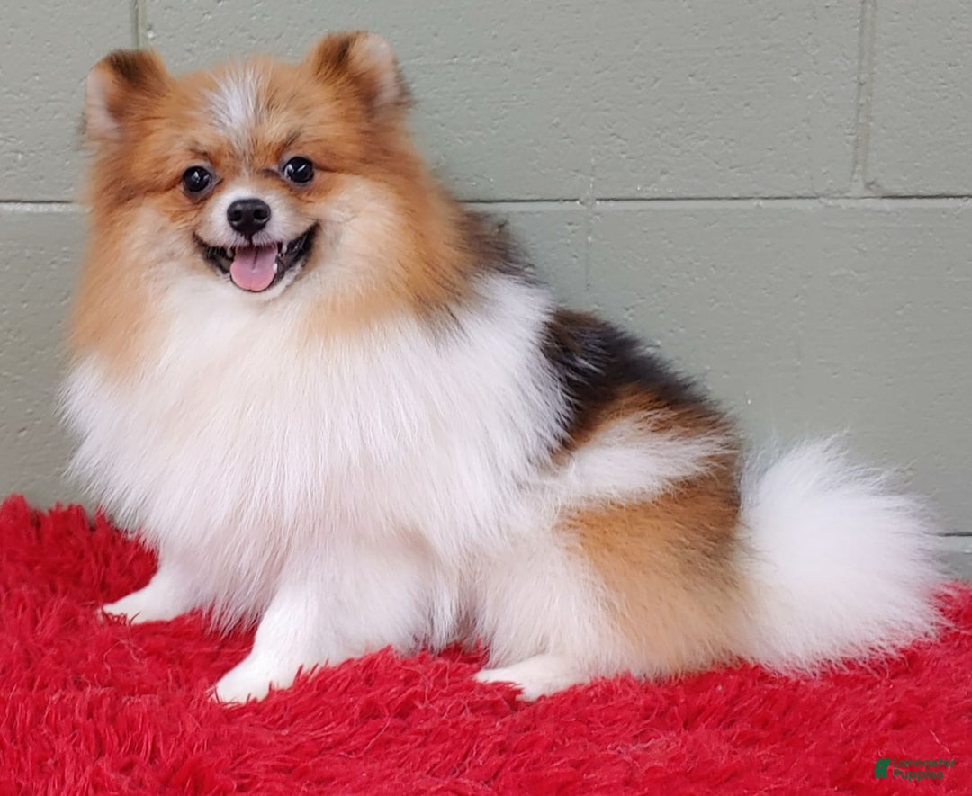 Pomeranian dogs for sale: Clark - Image 7