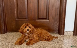 Cockapoo dogs for sale: Bonnie - Image 4