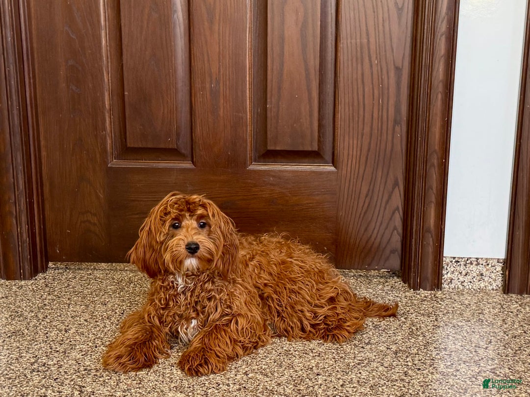 Cockapoo dogs for sale: Bonnie - Image 4