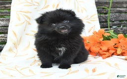 Pomeranian dogs for sale: Jordan - Image 9