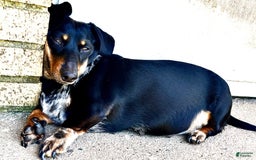 Dachshund dogs for sale: Tbd - Image 4