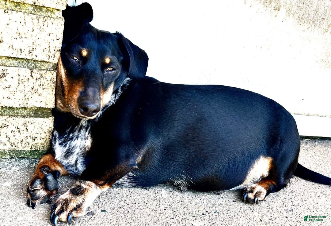 Dachshund dogs for sale: Tbd - Image 4