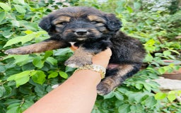 Bernedoodle dogs for sale: 💗 Coconut Bean - Image 1
