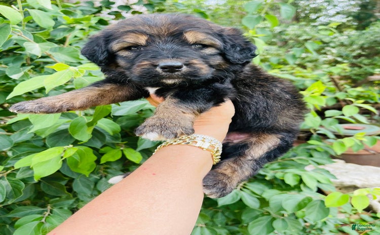 Bernedoodle dogs for sale - Ad 2