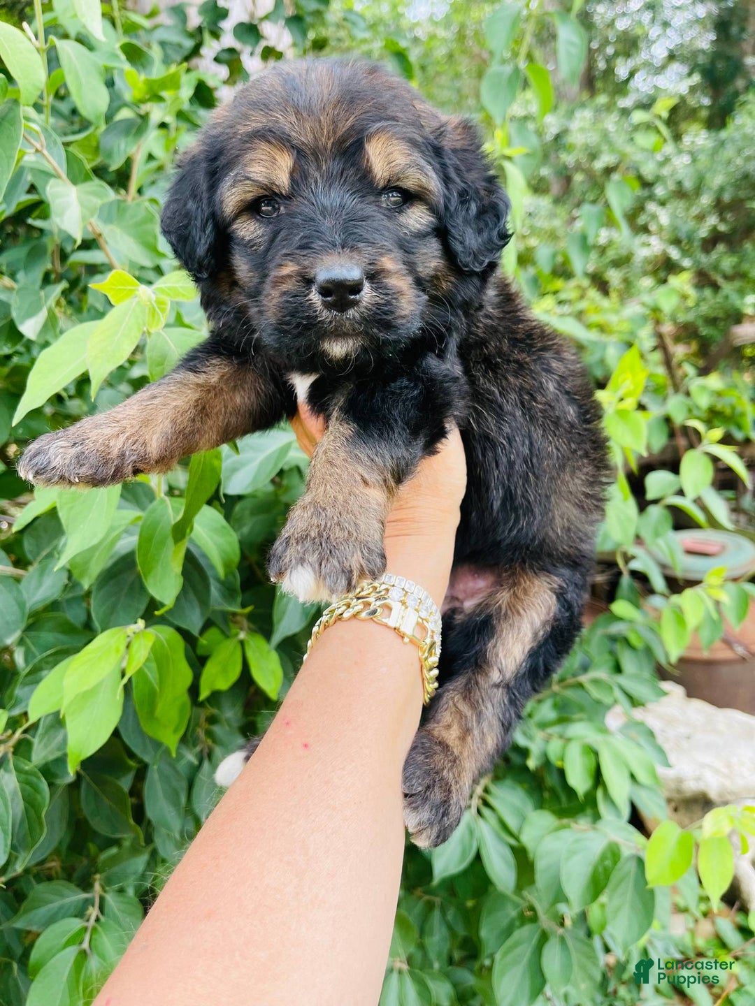 Bernedoodle dogs for sale: 💗 Coconut Bean - Image 1