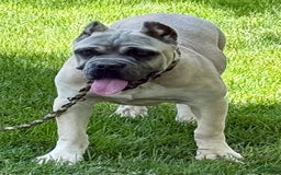 Cane Corso dogs for sale: Georgia - Image 37