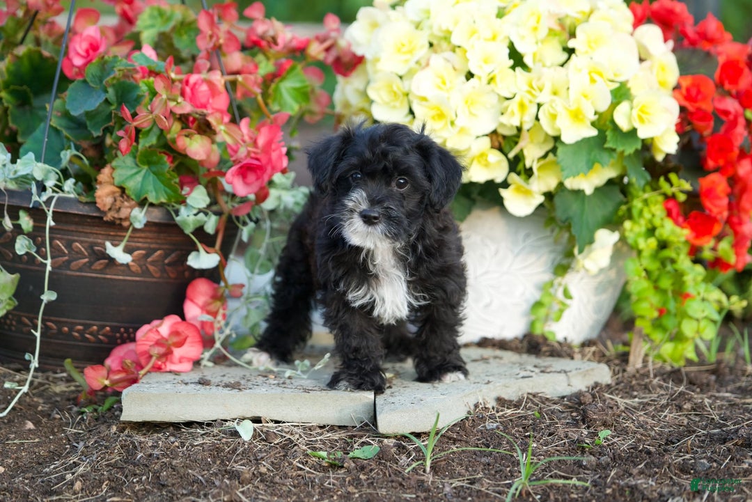 Yorkiepoo dogs for sale: Peter - Image 2