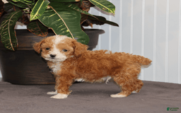 Toy Poodle dogs for sale: Tiny Duke - Image 5