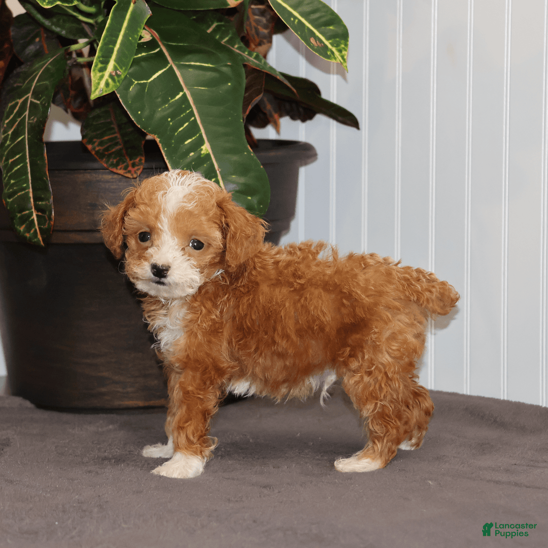 Toy Poodle dogs for sale: Tiny Duke - Image 5