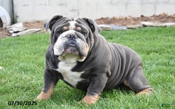 Olde English Bulldogge dogs for sale: Macey - Image 6