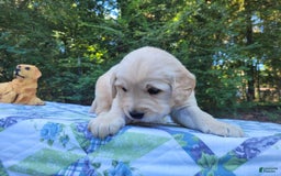 Golden Retriever dogs for sale: Brim - Image 3